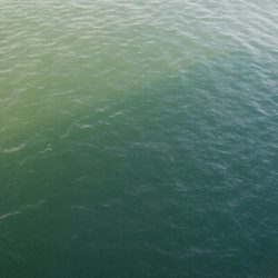 氷見で春アオリ！