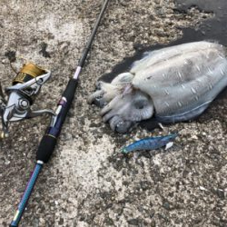 小潮のエギングは釣れる☆GUNNING-STYLE