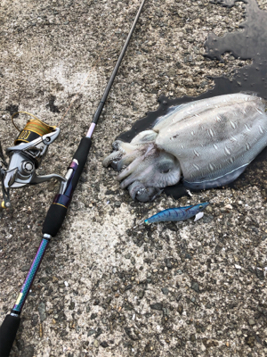 小潮のエギングは釣れる☆GUNNING-STYLE