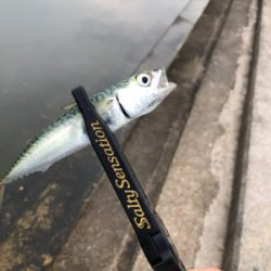 アジングの練習に