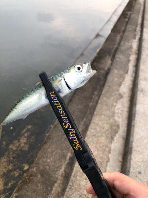 アジングの練習に