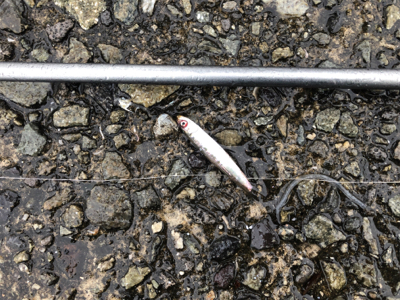 エギングのはずがサバサバサバ