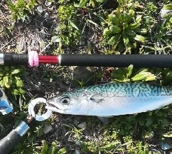 メバリング1905〜1930