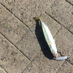 豆サバは小サバへ成長