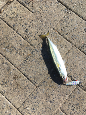 豆サバは小サバへ成長