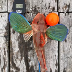 初ショアタイラバ