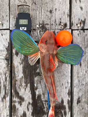 初ショアタイラバ