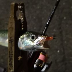 アジング練習 150