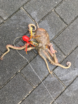 育ち盛りの小サバ∞タコも成長♪