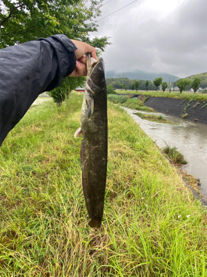 ナマズ釣り