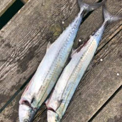 初めての筏でショアジギング