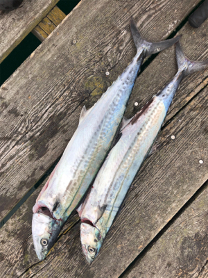 初めての筏でショアジギング