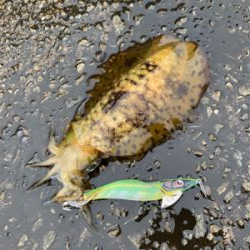 雨天エギング。