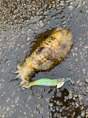 雨天エギング。