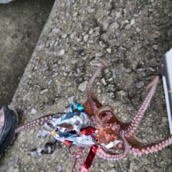 雨上がりのタコ