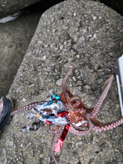 雨上がりのタコ