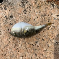 キス狙いでしたが…