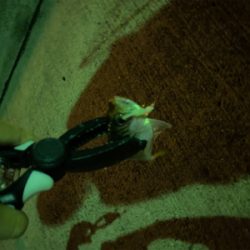 サバゲー&アジング