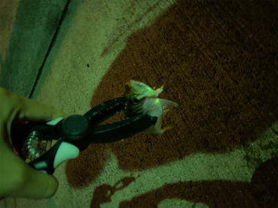 サバゲー&アジング