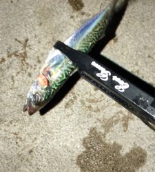 アジングナイト