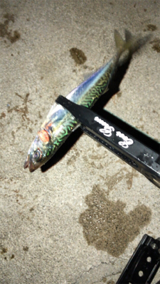 アジングナイト