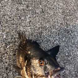 今朝はしぶしぶエビ撒き