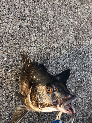 今朝はしぶしぶエビ撒き