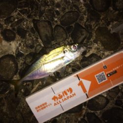 プラグなんでも釣れますね