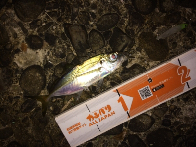 プラグなんでも釣れますね