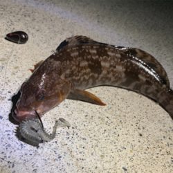 初夏のナイトロック