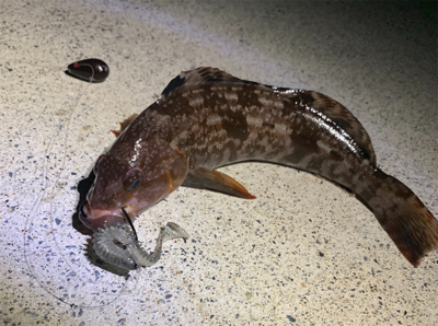 初夏のナイトロック