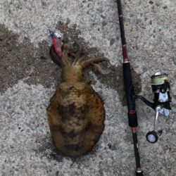 北風4mの中でのエギング！