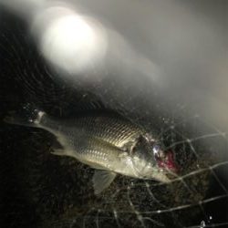 嬉しい淀川での初キビレ