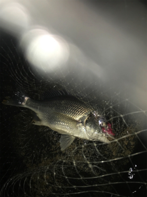 嬉しい淀川での初キビレ