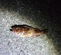 ヘチ釣りでカサゴ＆アナゴ