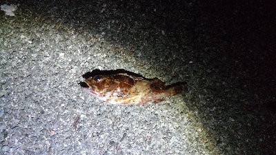 ヘチ釣りでカサゴ＆アナゴ