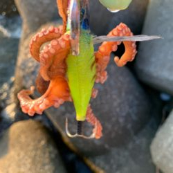 仕事帰りのタコ爆