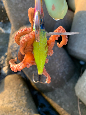 仕事帰りのタコ爆