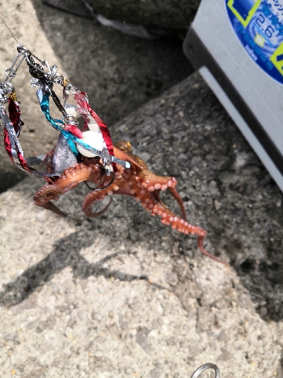 活性低めでした