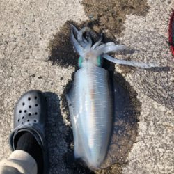 朝まずめ狙いでのエギング!