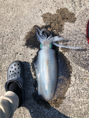 朝まずめ狙いでのエギング!