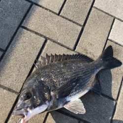 今朝はチヌの活性が高い