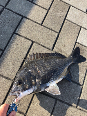 今朝はチヌの活性が高い