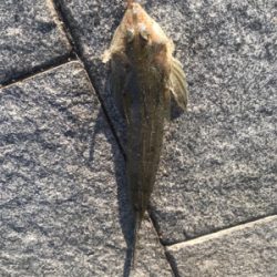 キス釣り6目達成