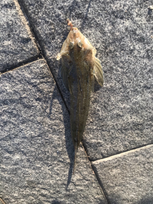 キス釣り6目達成