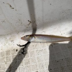 マイボートでサビキ＆キス釣り