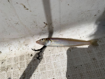 マイボートでサビキ＆キス釣り