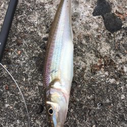 久々のキス釣り