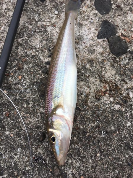 久々のキス釣り