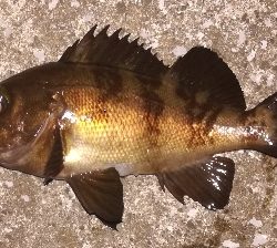 メバリング2010〜2153